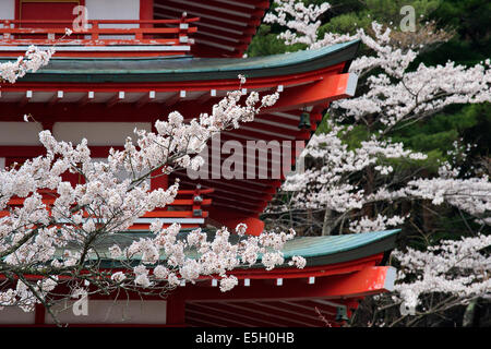 Cherry trees at Chureito pagoda, Japan. Stock Photo