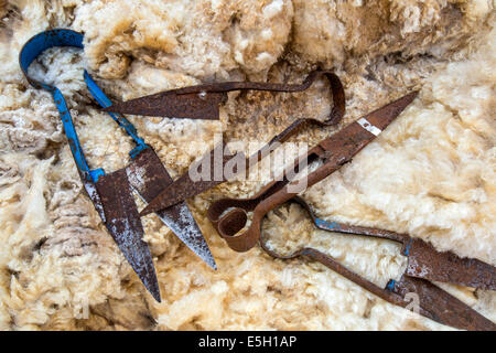 An old sheep shears Stock Photo - Alamy