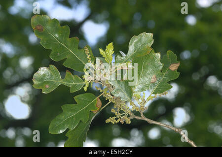 Lucombe Oak Quercus x hispanica ‘Lucombeana’ (Fagaceae) Stock Photo