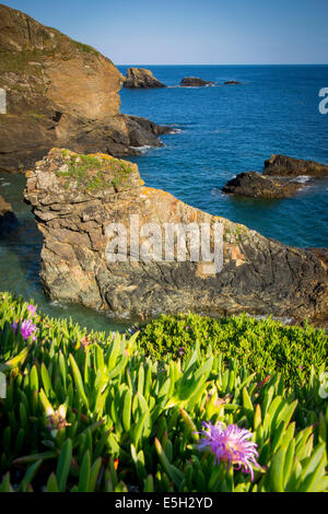 Flowers along the rocks above the surf in the Lizard, Cornwall, England Stock Photo