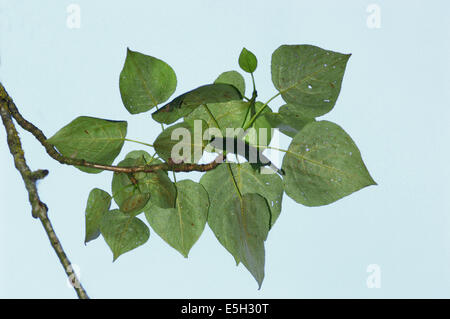 Eastern Balsam-poplar Populus balsamifera (Salicaceae) Stock Photo