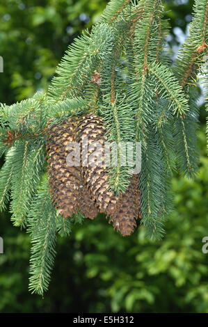 Norway Spruce Picea abies Pinaceae Stock Photo