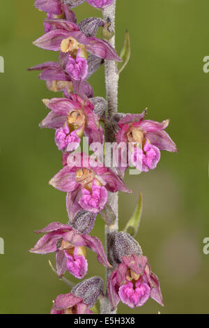 Dark Red Helleborine - Epipactis atrorubens (Orchidaceae) Stock Photo