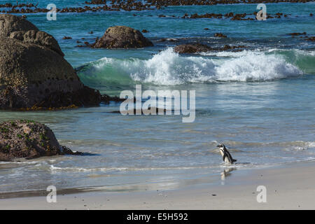 African Penguin at Boulders Beach, South Africa Stock Photo