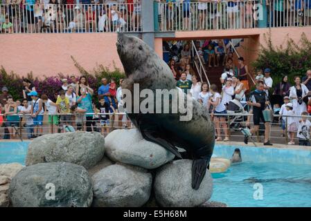 Steller sea lion at Marineland Stock Photo