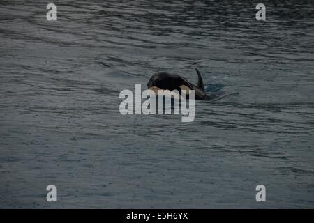 The Marineland killer whale show Stock Photo