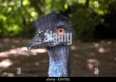 A closeup of the head of one a very interesting emu Stock Photo