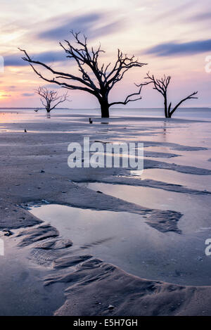 Ghostly remnants of trees are all that remain along this stretch of beach at Botany Bay, SC as the sea has reclaimed them. Stock Photo