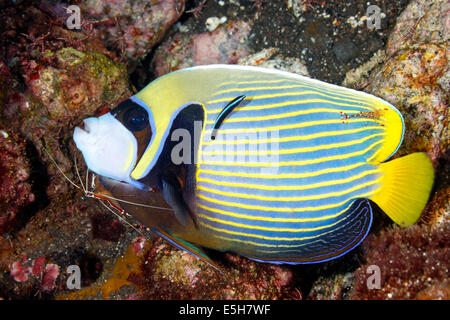Emperor Angelfish, Pomacanthus imperator, with cleaner shrimps and a blue streak cleaner wrasse. Stock Photo