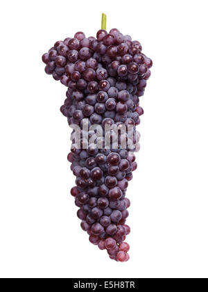 Black Corinth grapes, Champagne grapes isolated on white background. Stock Photo