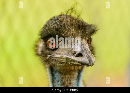 red eyed Emu Stock Photo - Alamy