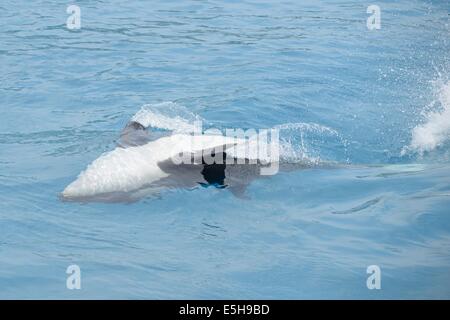 The Marineland killer whale show Stock Photo