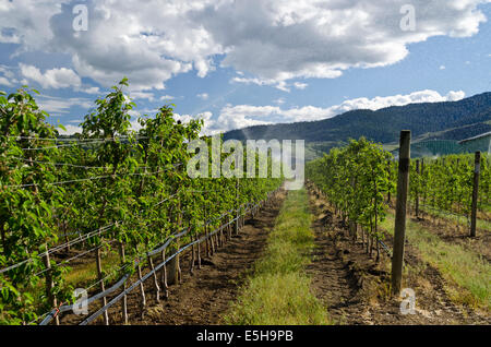 Irrigating spays of water in an Okanagan vineyard near Oliver, British Columbia, Canada. Stock Photo