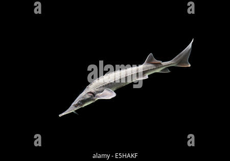 Siberian Sturgeon (Acipenser baerii) Stock Photo