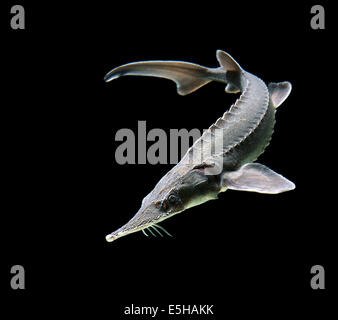 Siberian Sturgeon (Acipenser baerii) Stock Photo