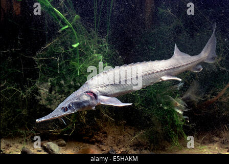 Siberian Sturgeon (Acipenser baerii) Stock Photo