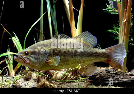 Largemouth Bass (Micropterus salmoides) Stock Photo