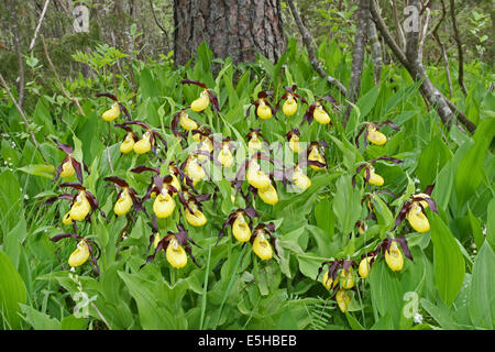 Yellow Lady's Slipper (Cypripedium calceolus), Lech valley, Tyrol, Austria Stock Photo