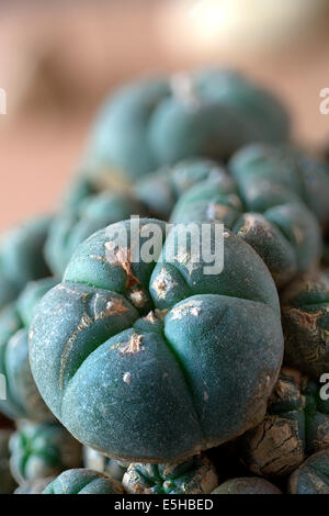 Mescal Buttons, Peyote (Lophophora williamsii, forma caespitosa), growing at 1500m altitude, Miquihuana, Estado de Tamaulipas