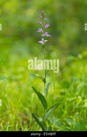 Red helleborine (Cephalanthera rubra), flower, Thuringia, Germany Stock Photo