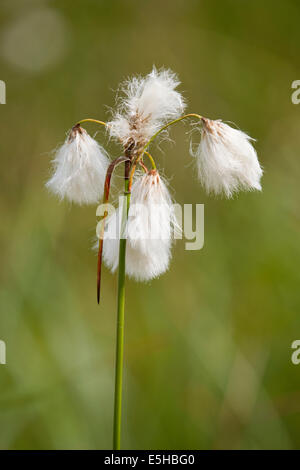 Common cottongrass (Eriophorum angustifolium), fruit stands, Naturschutzgebiet Großes Moor nature reserve, Lower Saxony Stock Photo