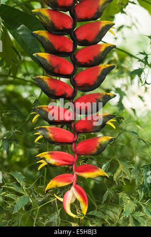 Hanging Lobster Claw (Heliconia rostrata) Stock Photo