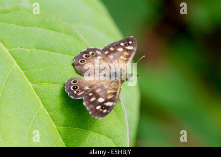Speckled Wood butterfly (Pararge aegeria), male, on a Japanese Knotweed leaf (Fallopia japonica), South Wales, United Kingdom