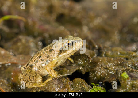 Common Frog (Rana temporaria), immature froglet, South Wales, United Kingdom Stock Photo