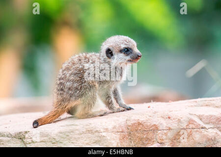 Meerkat (Suricata suricatta), young, captive, North Hesse, Hesse, Germany Stock Photo