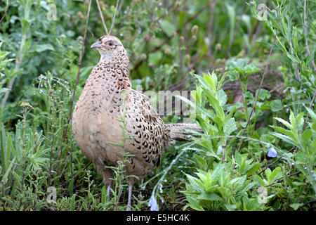 Hen pheasant Stock Photo