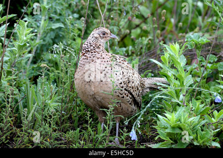 Hen pheasant Stock Photo