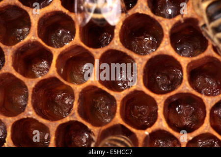 Eggs and youngest brood in the form of very small larvaes in the cells of a brood comb. They are the future of the colony. Photo: Klaus Nowottnick Date: June 04, 2010 Stock Photo