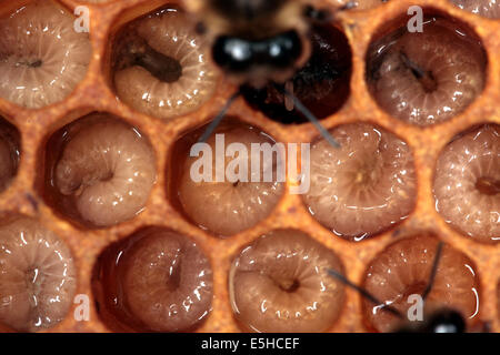 Round maggots in the cells of a brood comb. The breeding ensures the ongoing preservation of the bee colony. Photo: Klaus Nowottnick Date: June 04, 2010 Stock Photo