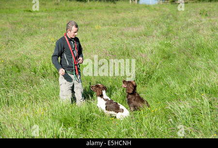 Springer spaniel Stock Photo