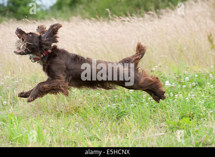 Cocker Spaniel Gundog jumping Stock Photo