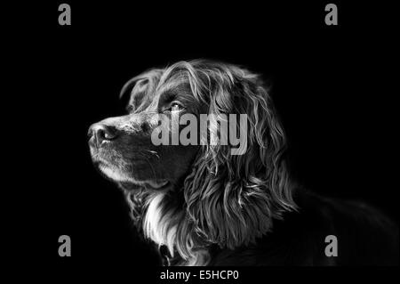 Cocker Spaniel Gundog Stock Photo