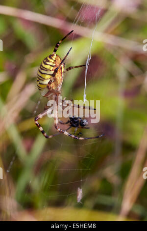 Tiger Spider with a catch in its web. Denbies Hillside, Ranmore Common, Surrey, England.