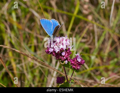 Adonis Blue butterfly feeding on Wild Marjoram. Denbies Hillside, Ranmore Common, Surrey, England. Stock Photo