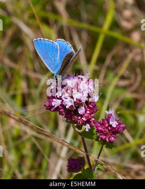 Adonis Blue butterfly feeding on Wild Marjoram. Denbies Hillside, Ranmore Common, Surrey, England. Stock Photo