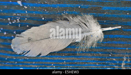 Feather . Stock Photo
