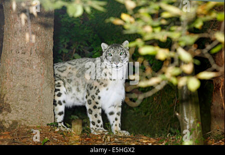 Irbis or Snow leopard (Uncia uncia) in a spring mountain wood habitat Stock Photo