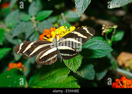 Zebra butterfly (Heliconius charitonia ) Stock Photo