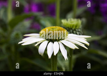 Echinacea purpurea. Coneflowers in the garden. Stock Photo