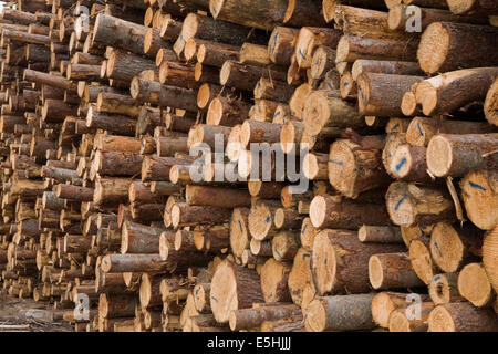 Large pile of freshly cut timber logs at a lumber mill, Quebec, Canada Stock Photo