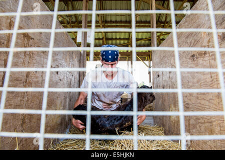 A Southern Mountain Creamery worker places a newborn calf in its stall minutes after it was born in Middleton, Md., June 17, 20 Stock Photo