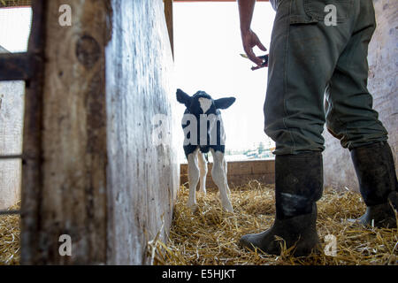 A newborn calf hesitates as a Southern Mountain Creamery worker attemts to clip an identification tag on its ear in Middleton, Stock Photo
