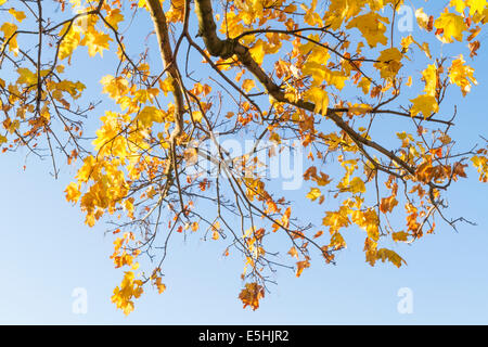 Underneath the branches and leaves of a Norway Maple {Acer platanoides) tree in Autumn, England, UK Stock Photo