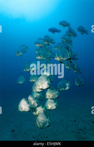 School of teira batfish (Platax teira), Sabang Beach, Puerto Galera, Mindoro, Philippines Stock Photo