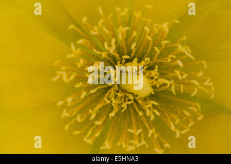 yellow flower of Barberry fig plant Stock Photo