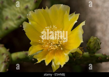 yellow flower of Barberry fig plant Stock Photo